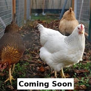 Pullet for sale - coming soon